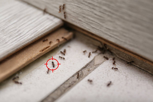Best Local Pest Control Services  in Goldens Bridge, NY